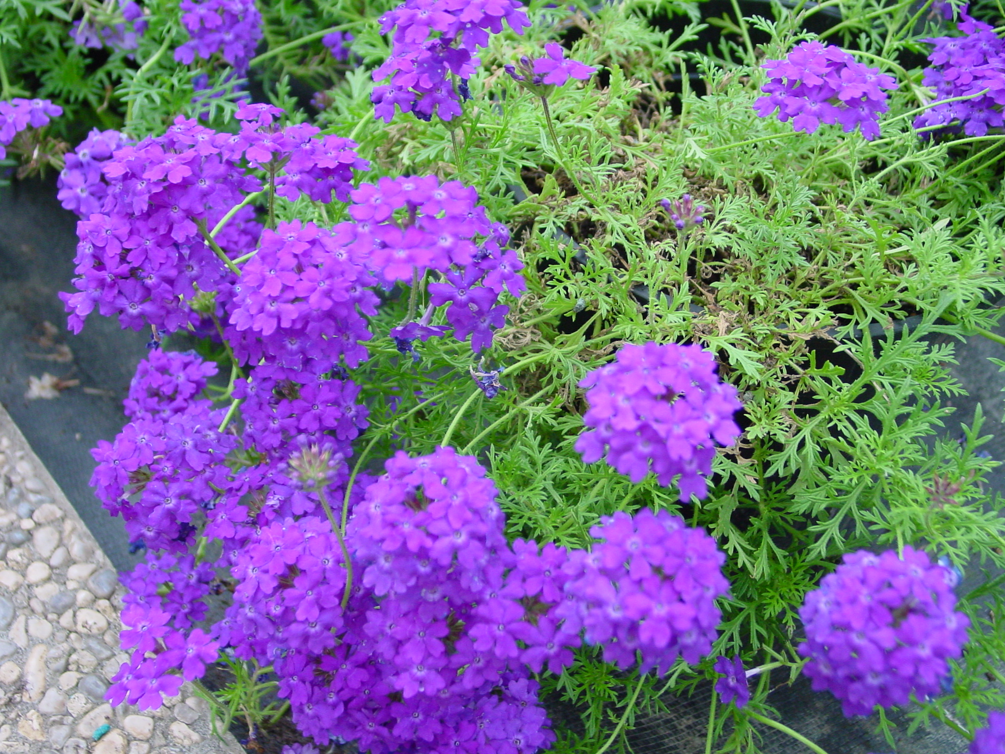 VERBENA x TAPIEN Il Giardino Azienda Floricola