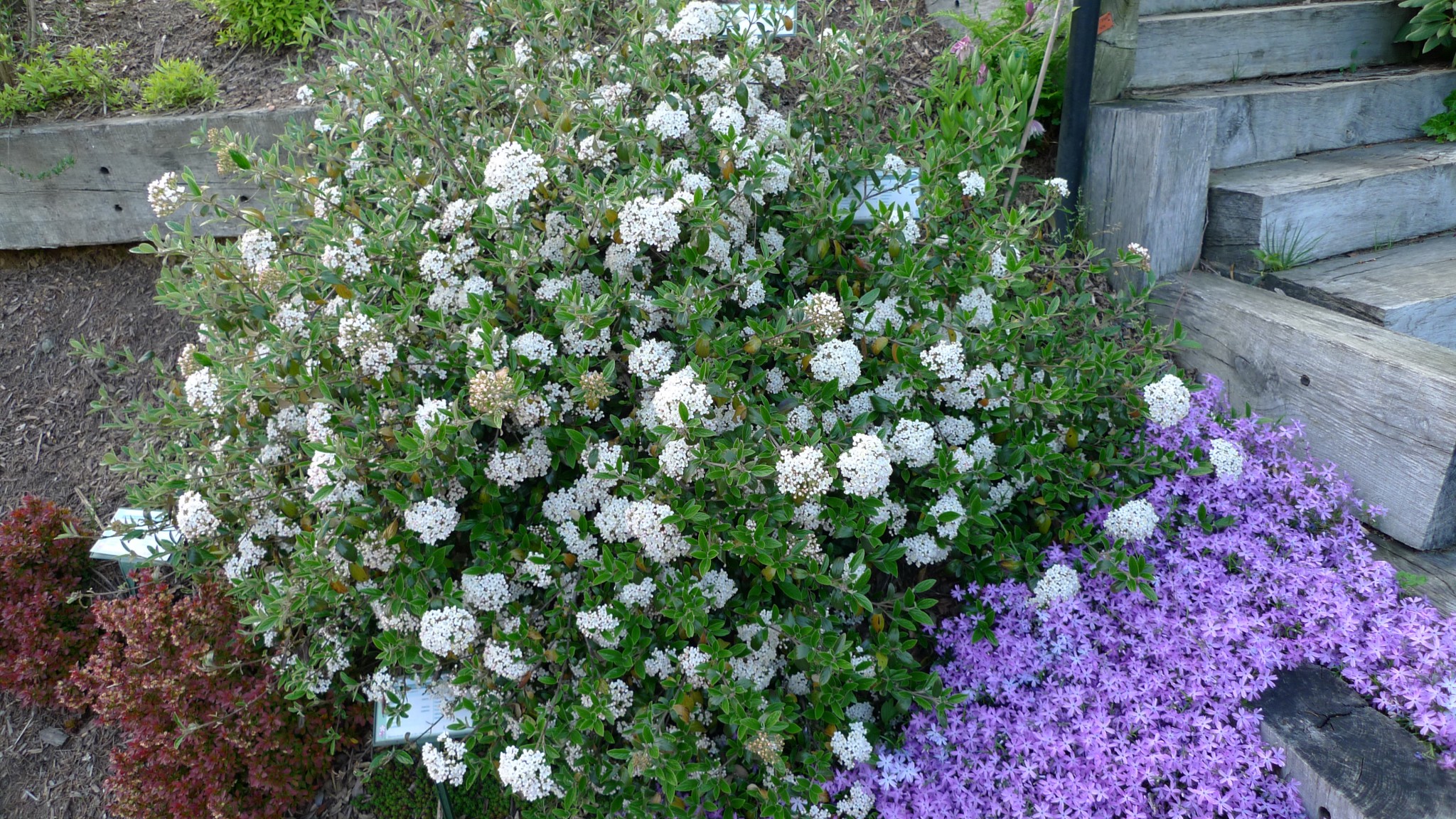 VIBURNUM x BURKWOODII CONOY Il Giardino Azienda Floricola