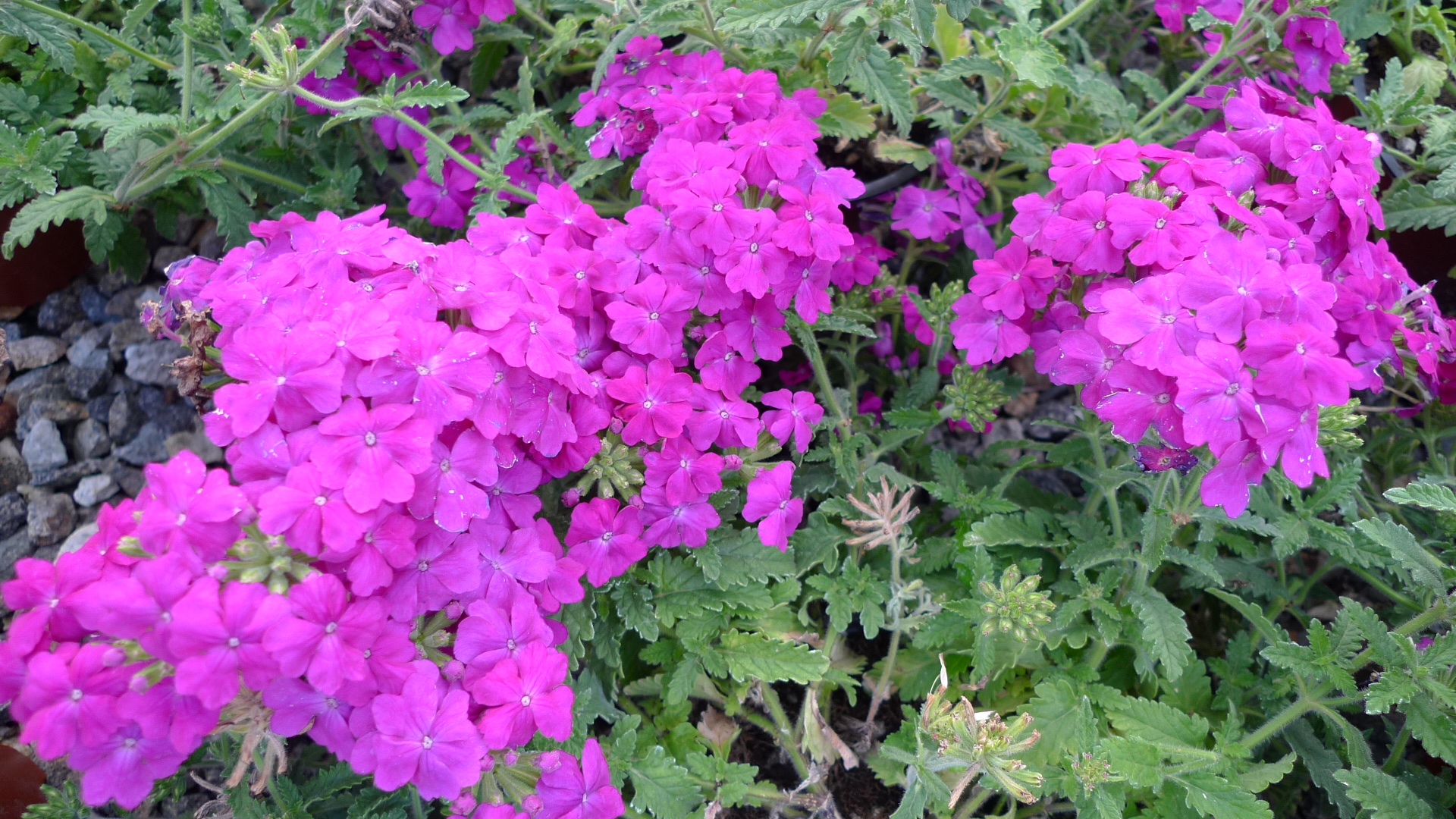 VERBENA x TAPIEN - Il Giardino Azienda Floricola